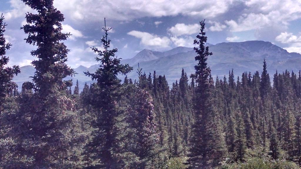 Denali'S Alaskan Spruce Cabins Healy Dış mekan fotoğraf